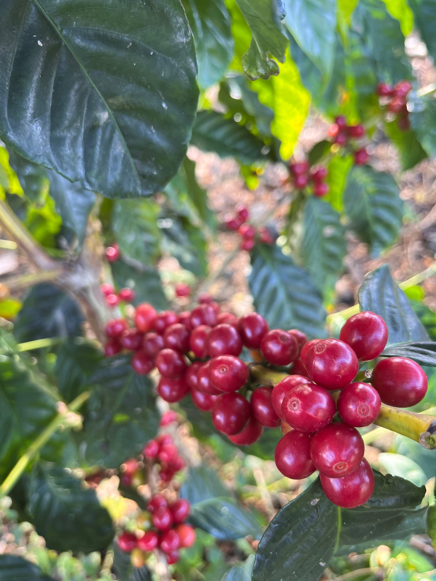 COFFEE CLUB - Experimental Coffee - 4OZ